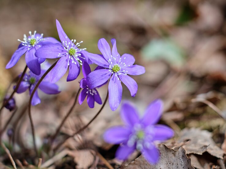 Ein Leberblümchen in violett. | © Getty Images/ Aleksandr Samoilov / 500px