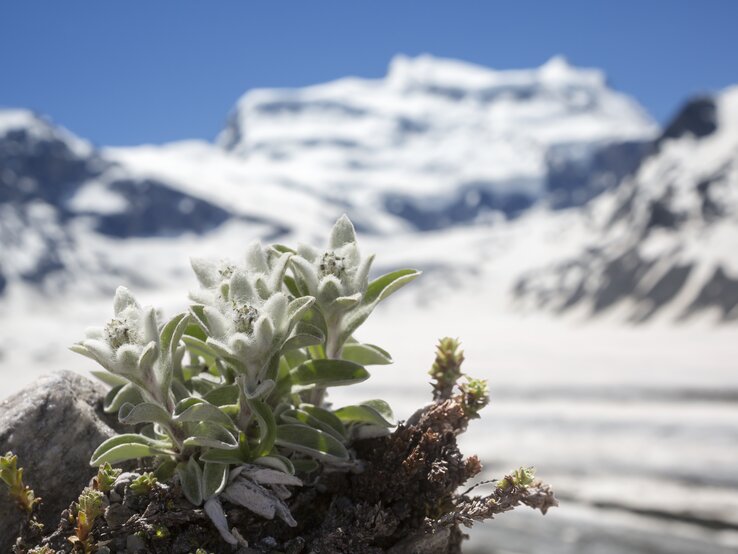 Ein Alpen-Edelweiß mit den Alpen im Hintergrund. | © Getty Images/ AlbyDeTweede