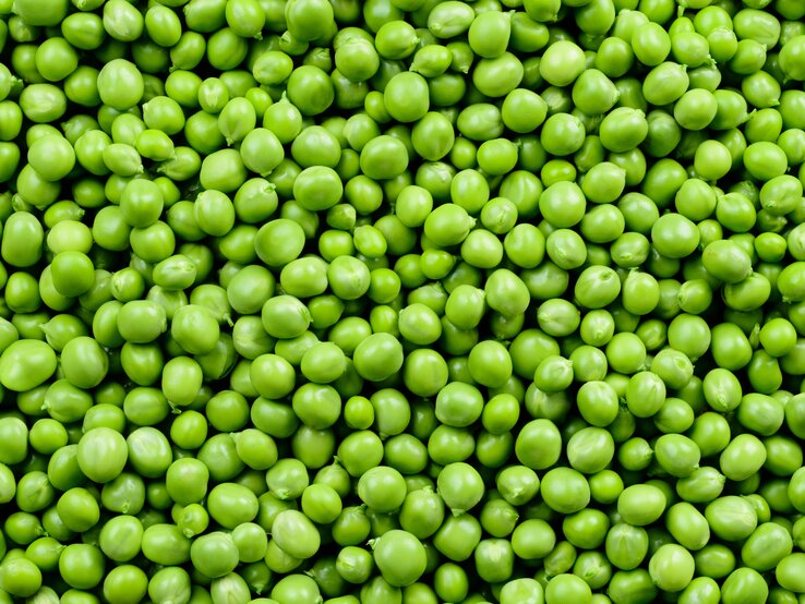 Erbsen pflanzen und ernten | © Shutterstock/MarcoFood Zahlreiche Erbsen liegen dicht beieinander. | © Shutterstock/MarcoFood