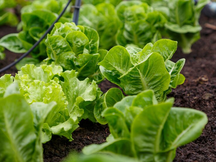Salat lohnt sich zu jeder Jahreszeit – besonders aus Ihrem eigenen Garten. | © Shutterstock/Warongdech Digital Wintersalat wächst in einem Beet in einer Reihe. | © Shutterstock/Warongdech Digital
