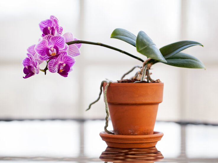 Orchideen gehören zu den klassischen Badezimmer-Gewächsen. | © Getty Images/Leslie Banks/EyeEm GettyImages-1139623712.jpg | © Getty Images/Leslie Banks/EyeEm