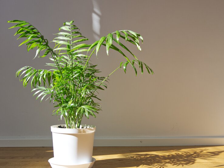 Die Bergpalme ist in den Regenwäldern Südmexikos und Guatemalas heimisch. | © Getty Images/Wheatfield GettyImages-1294242955.jpg | © Getty Images/Wheatfield