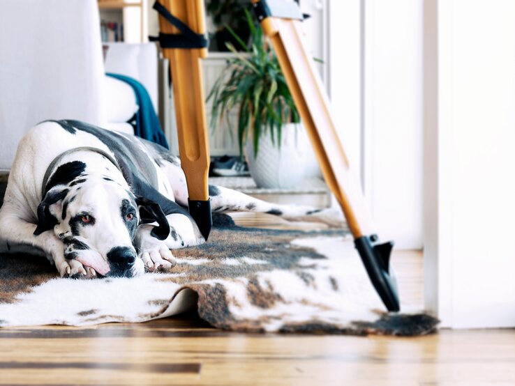 Deutsche Dogge: früher mit auf der Jagd und heute loyaler Familienhund. | © Shutterstock/SeaRick1 shutterstock_1230121861.jpg | © Shutterstock/SeaRick1