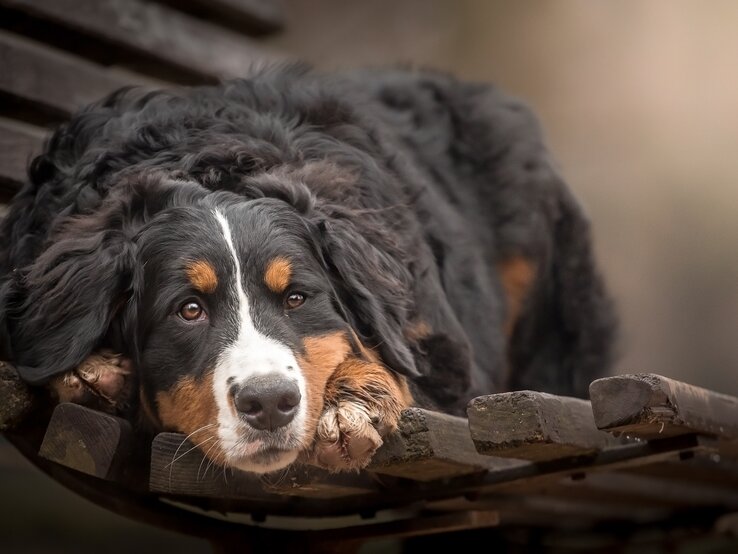 Berner Sennenhunde lieben eins ganz besonders: umfangreiche Intelligenzspiele. | © Shutterstock/xkunclova shutterstock_553932493.jpg | © Shutterstock/xkunclova