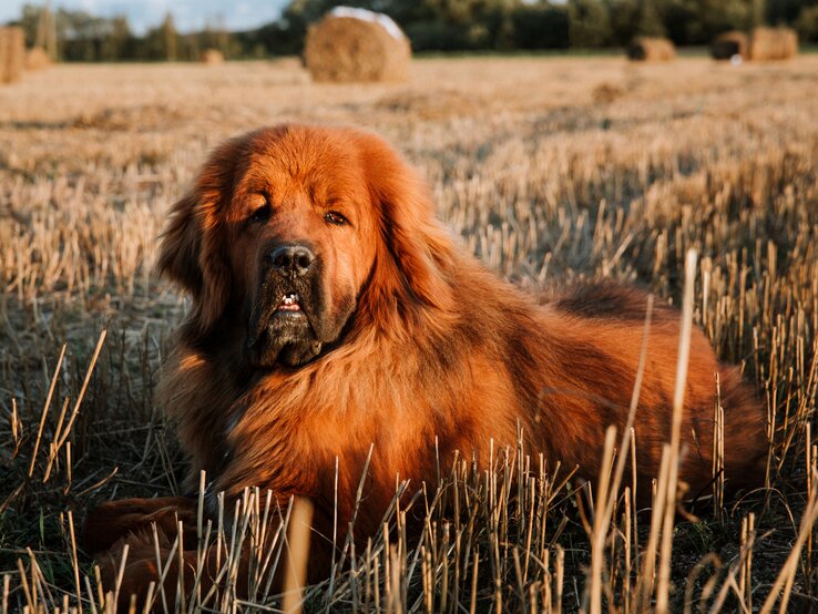 Der Gigante aus dem Himalaya ist leider kein Hund für Anfänger*innen. Trotzdem ist der Tibetan Mastiff gegenüber seinen Besitzer*innen ein loyales Tier. | © Shutterstock/Kat_marinina shutterstock_1491891494.jpg | © Shutterstock/Kat_marinina