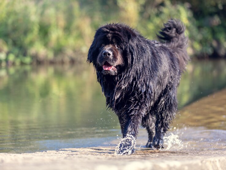 Vikinger brachten den Neufundländer auf die Insel Neufundland und kreuzten die Hunderasse mit einheimischen großen Hunden. | © Shutterstock/rzoze19 shutterstock_1155355738.jpg | © Shutterstock/rzoze19