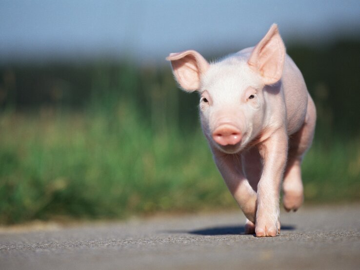 Minischwein im Freien | © Getty Images/Image Source Ein Minischwein läuft im Freien einen Weg entlang | © Getty Images/Image Source