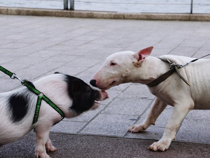 Ein Minischwein und ein Hund, beide an der Leine, beschnuppern sich. | © Getty Images/Liang Xiao/EyeEm