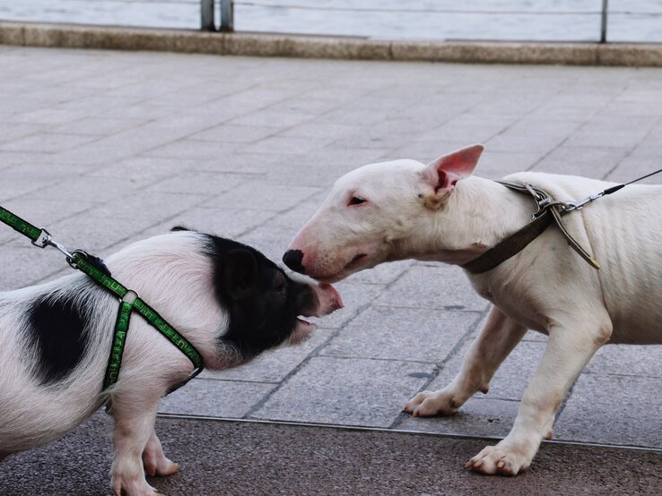 Minischwein und Hund | © Getty Images/Liang Xiao/EyeEm Ein Minischwein und ein Hund, beide an der Leine, beschnuppern sich. | © Getty Images/Liang Xiao/EyeEm