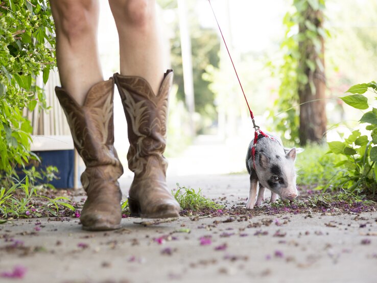 Eine Frau in Cowboystiefeln mit einem Minischwein an der Leine | © iStock/patrickheagney