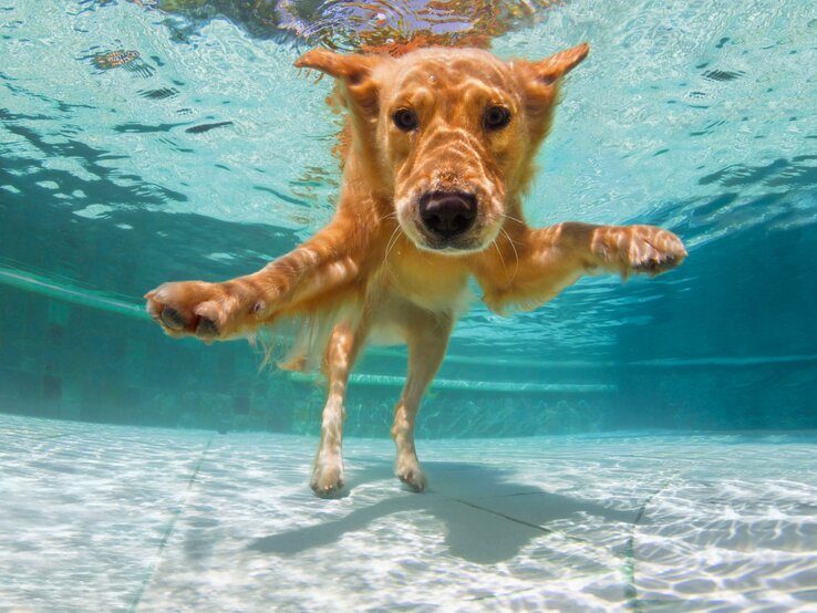 So ein Pool ist auch immer eine Idee, damit Hunde sich abkühlen können. Hat nur nicht jeder zu Hause – deshalb: selbst gemachtes Hunde-Eis. | © Getty Images/Bicho_raro GettyImages-1273861357.jpg | © Getty Images/Bicho_raro