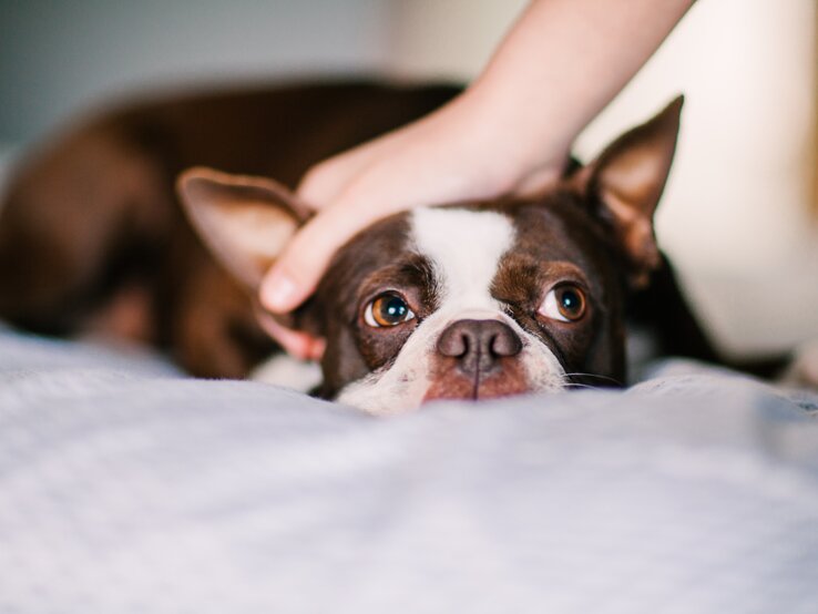 Die meisten Hunde mögen es nicht, wenn man sie von oben herab am Kopf streichelt. | © Getty Images/Rebecca Nelson GettyImages-1139993909.jpg | © Getty Images/Rebecca Nelson