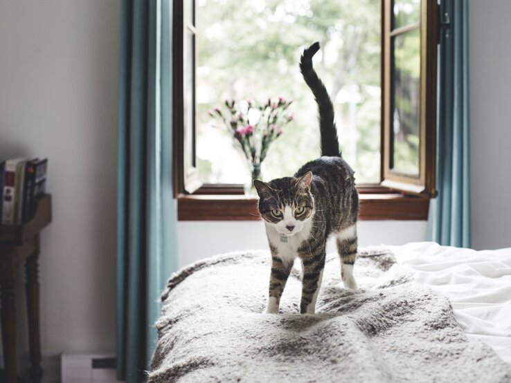 Eine Katze steht auf einem Bett. | © Getty Images/Linda Raymond