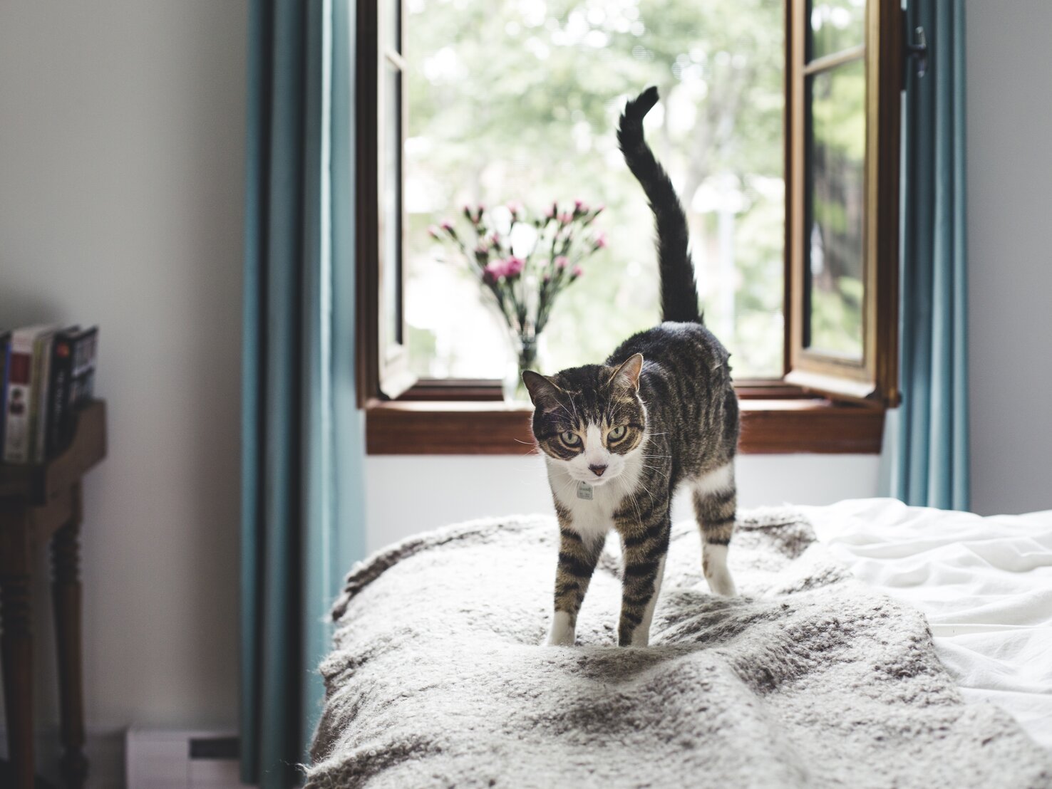 Katzen spüren gute Menschen: 10 Anzeichen für echte Liebe
