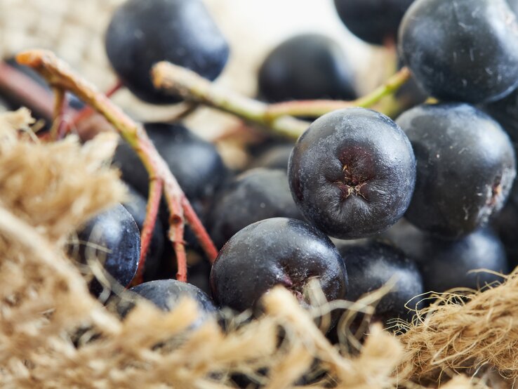 Nahaufnahme von Aronia-Rispe | © iStock/Nedim_B