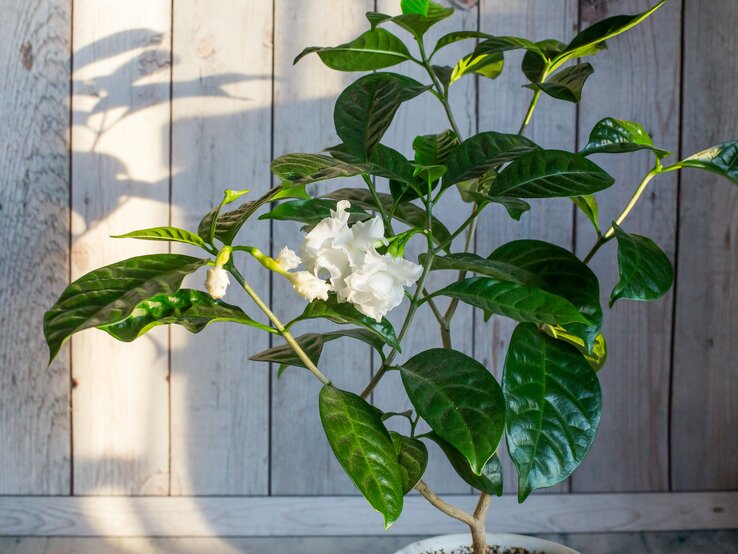 Jasmin.jpg | © iStock/Anna Oleinik
