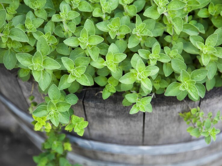 Oregano im Kräuterbeet | © iStock/MadCircles