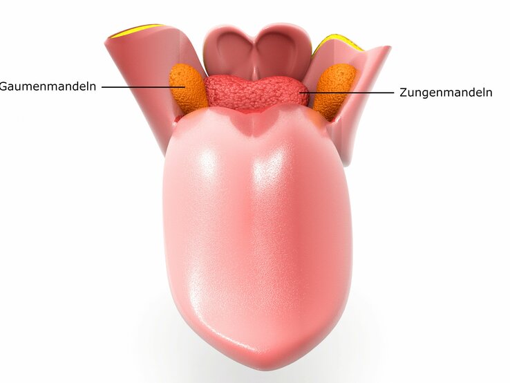 Menschliche Zunge.jpg | © iStock/Mohammed Haneefa Nizamudeen