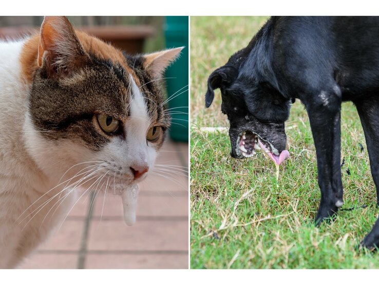 Collage zweier weißen Schaum erbrechenden Tiere: eine Katze und ein Hund