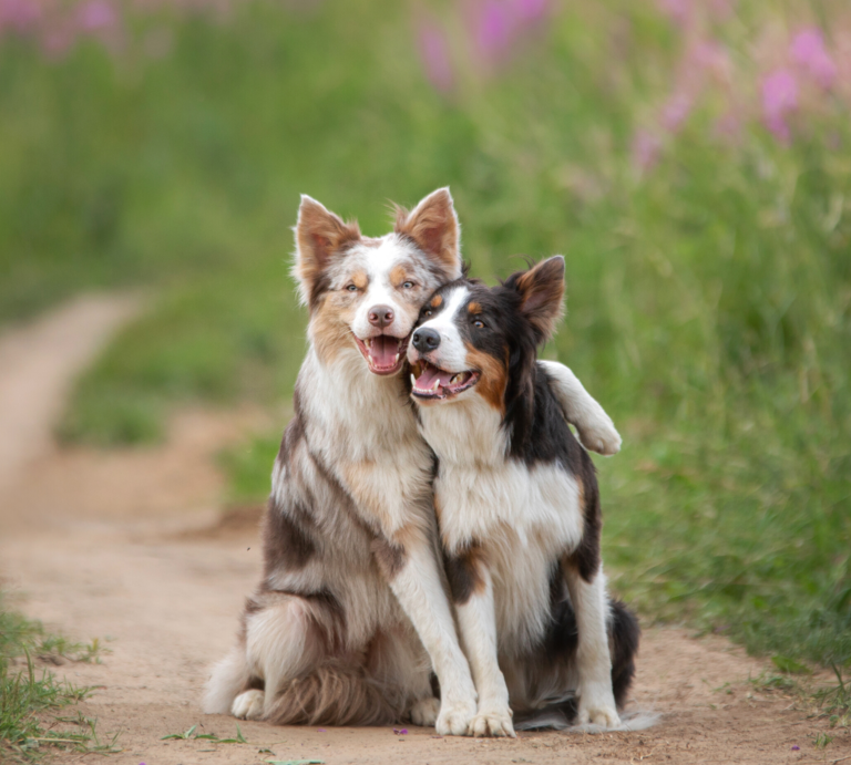 Zwei Hunde sitzen in einem Feld und der eine hat den anderen im Arm.  | © Shutterstock/dezy