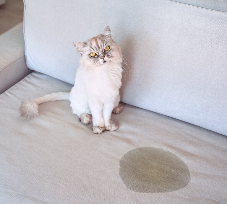 Katze sitzt neben einem Urinfleck auf dem Sofa. | © GettyImages/Daria Kulkova