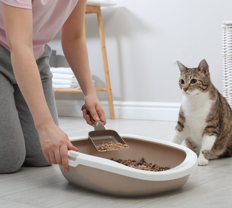 Junge Frau säubert das Katzenklo der Katze. | © Shutterstock/New Africa