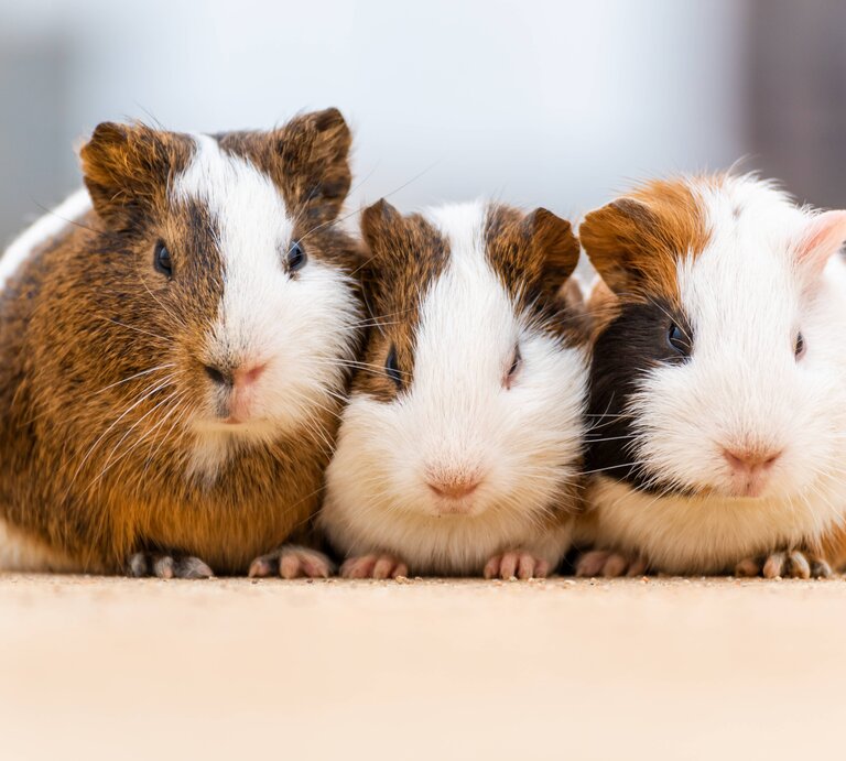 Drei Meerschweinchen mit verschiedenen Fellmustern in Braun, Weiß und Schwarz sitzen nebeneinander und blicken direkt in die Kamera. Sie befinden sich auf einer glatten Oberfläche mit einem unscharfen Hintergrund, der ihre niedlichen Gesichter und kleinen Pfoten hervorhebt. | © IMAGO / Imaginechina-Tuchong