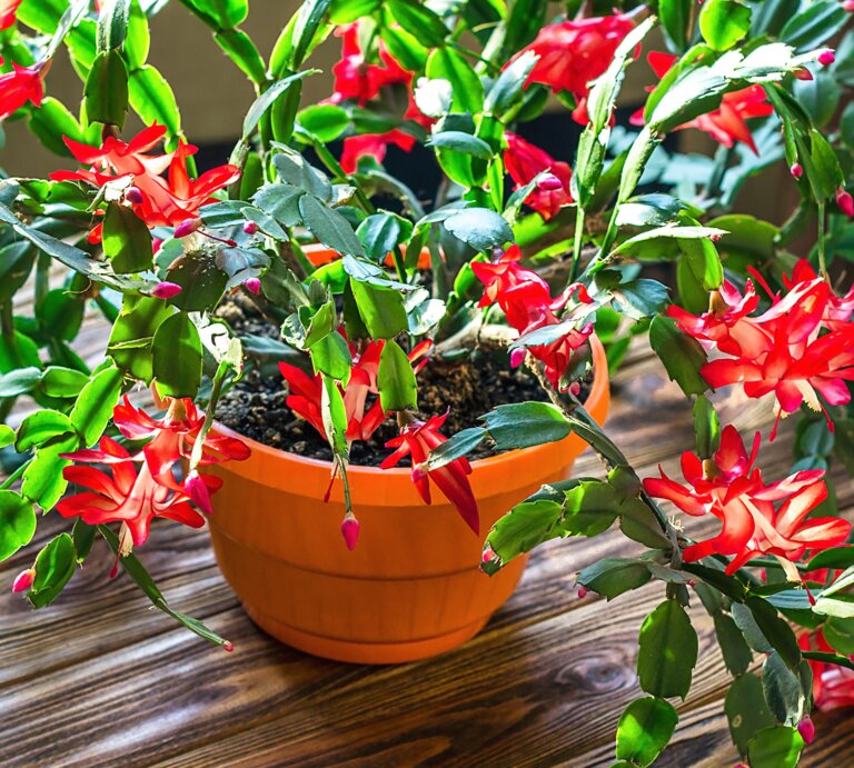 Ein rot-blühender Schlumbergera-Weihnachtskaktus in einem Topf. | © Shutterstock/Bozhena Melnyk
