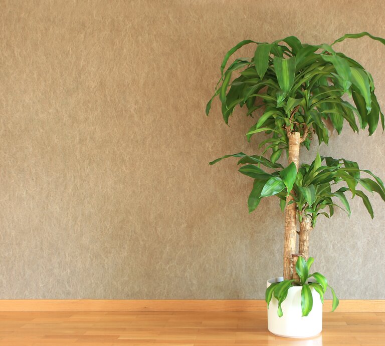 Eine große, grüne Drachenbaum-Pflanze mit dichten Blättern steht in einem weißen Topf vor einer beige strukturierten Wand. | © Getty Images/JurgaR