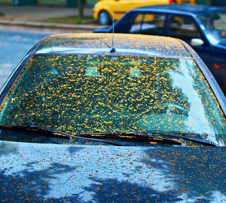 Ein Auto ist von Honigtau überzogen.  | © Getty Images/Berezko