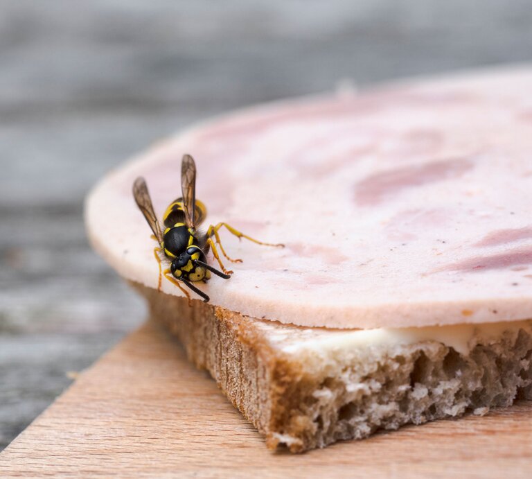Wespe, die auf einer Scheibe Wurst sitzt, die auf einem Stück Brot liegt. | © iStock/fermate