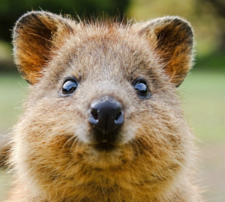  Gesicht eines Quokkas, eines kleinen Beuteltiers, das für sein freundliches Lächeln und seine zutrauliche Natur bekannt ist. Der Quokka hat ein dichtes, braunes Fell, kleine runde Ohren, große, ausdrucksstarke, dunkle Augen und eine kleine schwarze Nase. Der Fokus liegt auf dem Gesicht des Tieres, was einen direkten Blick in die freundliche Mimik des Quokkas ermöglicht. | © Getty Images /	Oliver Neumann / EyeEm