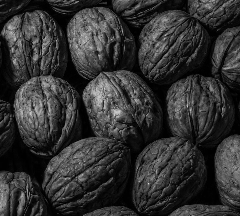 Zahlreiche schwarze Walnüsse. | © Shutterstock/lyal4onok