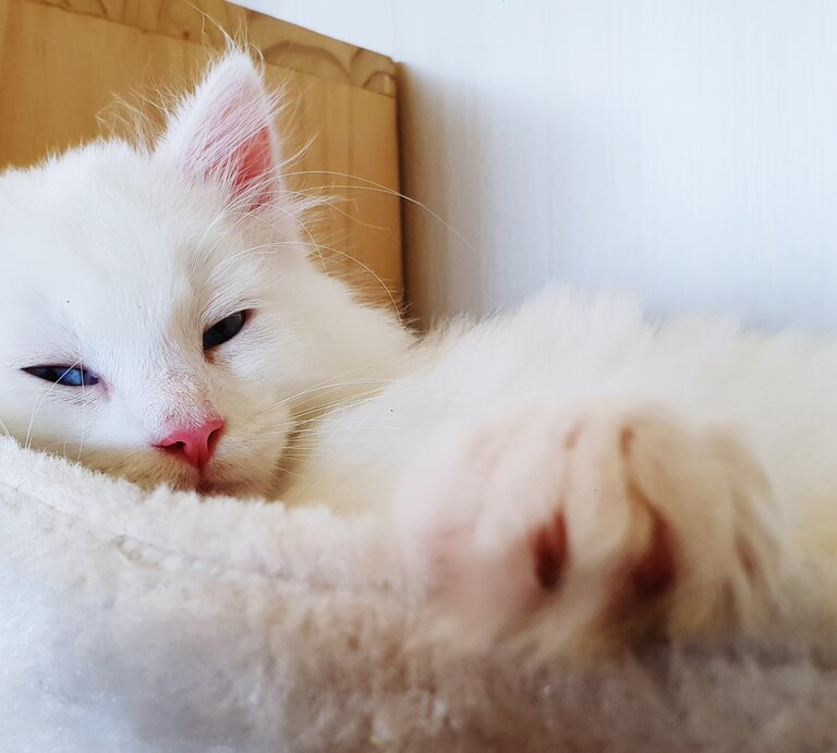 Weißer Maine Coon-Kater liegt mit halbgeschlossenen Augen in einem Körbchen | © Getty Images /	Laura Rodriguez / EyeEm