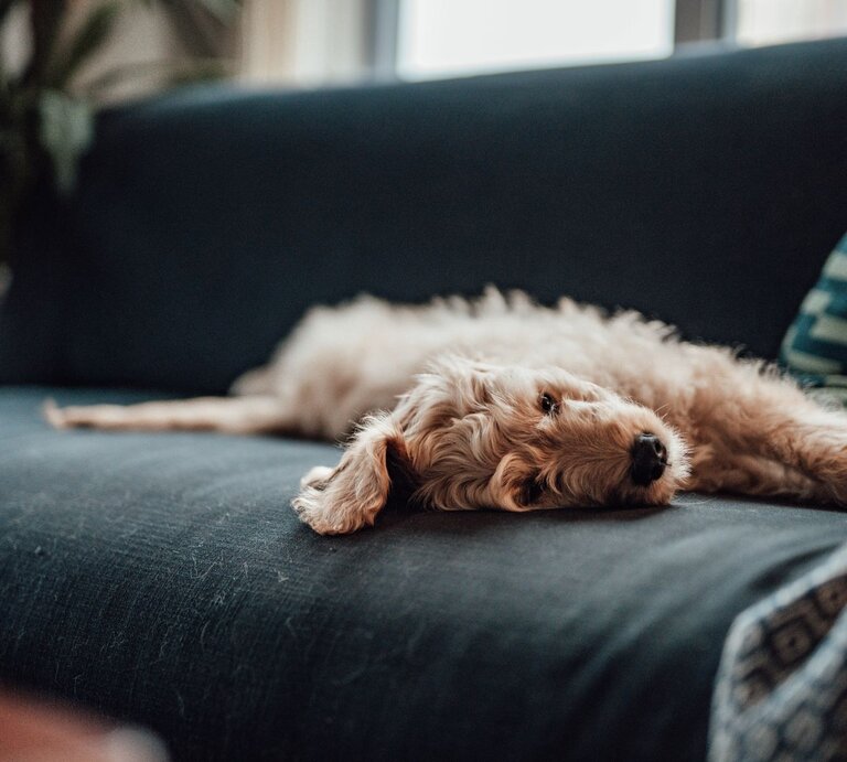 ein Hund liegt auf einem Sofa auf der Seite, er macht einen traurigen Eindruck | © Getty Images / Oscar Wong