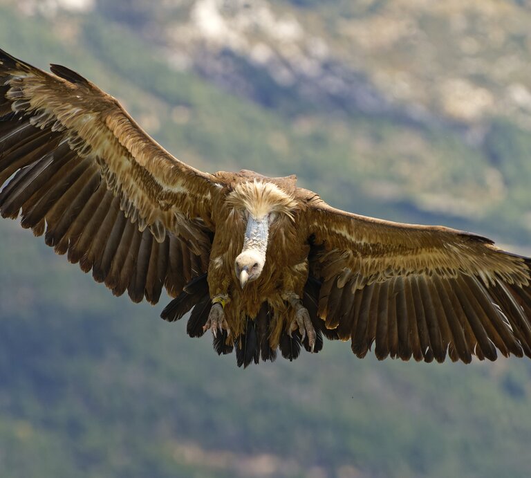 Gänsegeier.jpg | © Getty Images /	Winfried Wisniewski