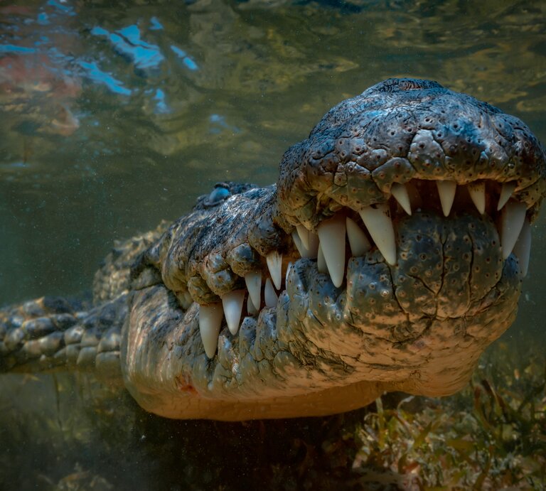 Es ist ein Krokodil unter Wasser zu sehen.  | © Shutterstock/Willyam Bradberry