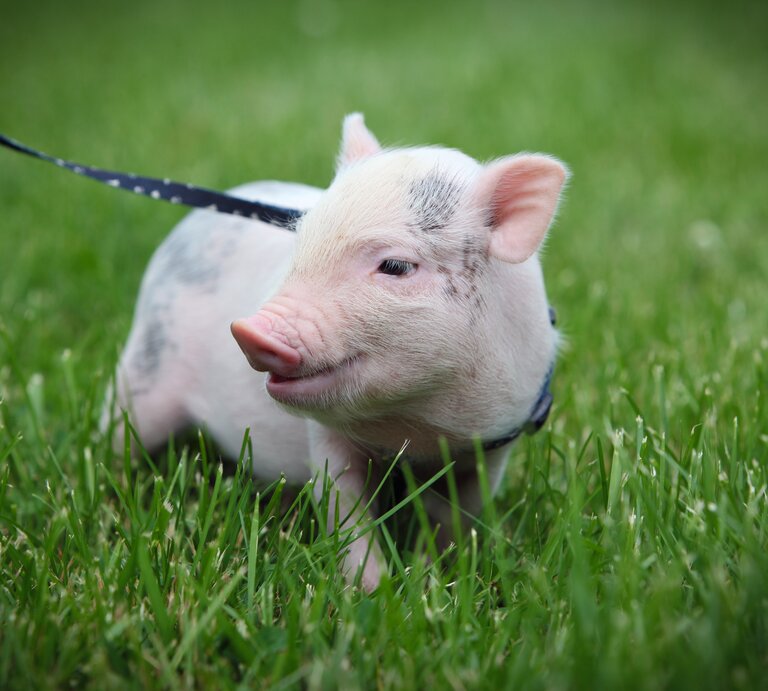 Minischwein an der Leine | © Getty Images/SherryL18