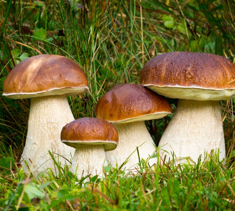 Steinpilze: Gruppe von Steinpilzen auf Waldboden. | © shutterstock/ Adrian_am13