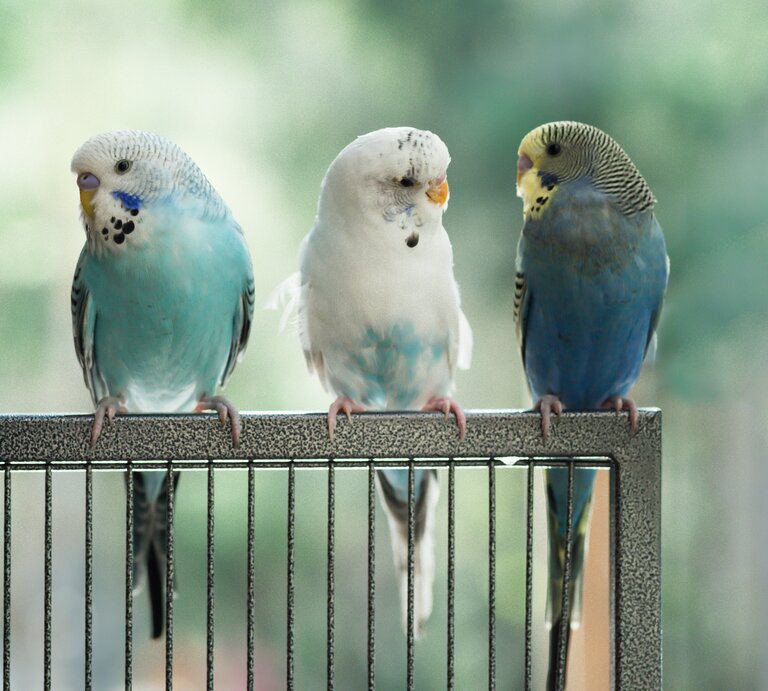 Drei Wellensittiche sitzen auf ihrer Käfigtür. | © Shutterstock/whitejellybeans