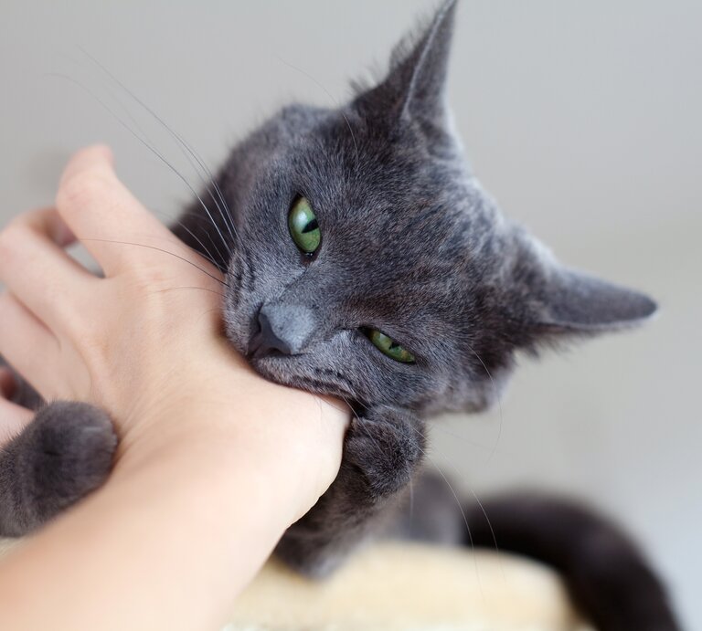 Graue Katze mit grünen Augen beißt in eine Hand. | © Shutterstock/
