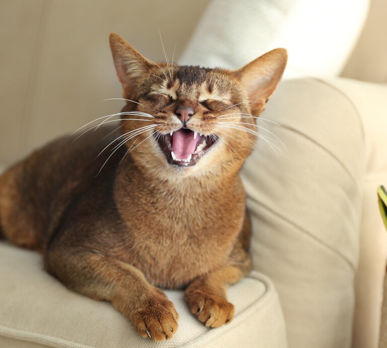 Katze liegt auf dem Sofa und miaut.  | © Shutterstock/New Africa