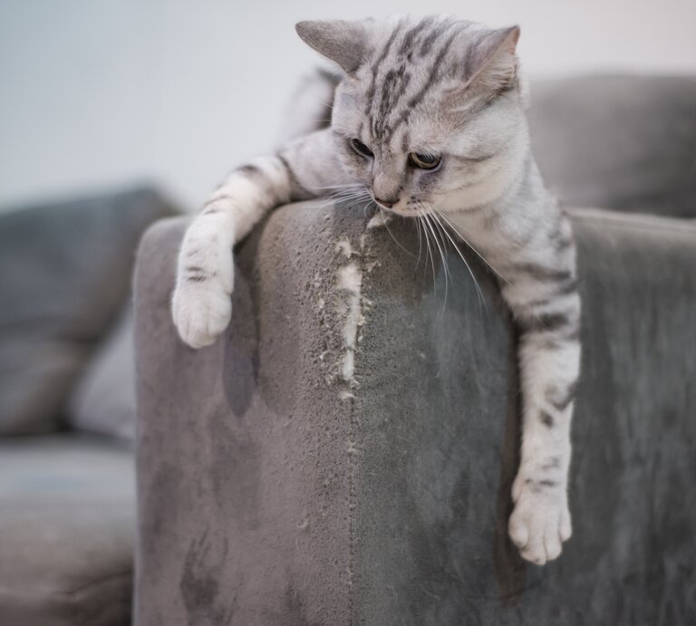 Katze kratzt an Sofakante. | © Shutterstock/MTS_Photo
