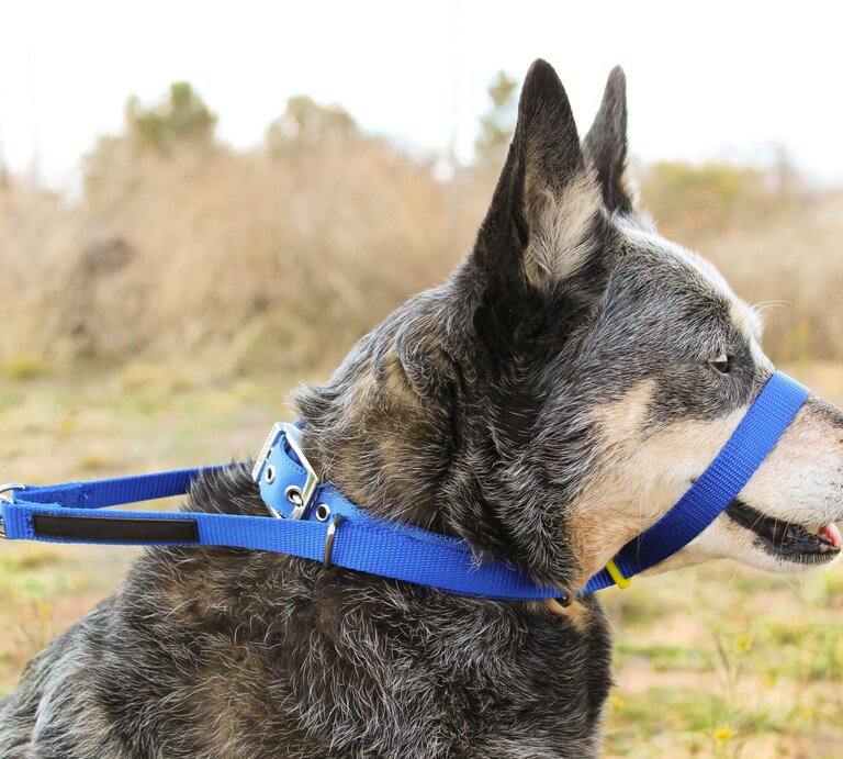 Schäferhund mit Halfter, einem sogenannten Halti | © Getty Images / WiindWolfPhotography