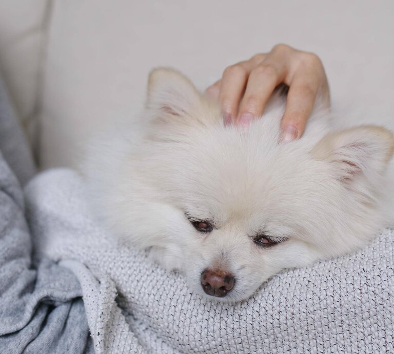 Kleiner Hund, der auf einem Sofa liegt. Er wirkt entspannt und schläfrig, während eine Hand ihn sanft am Kopf streichelt. Der Hund hat dichtes, weiches Fell und seine Augen sind halb geschlossen. | © imago images / Panthermedia