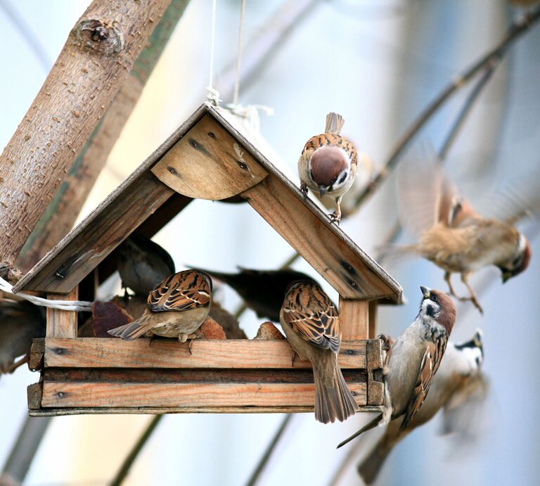 Viele Spatzen sitzen in einem Vogelhäuschen aus Holz.  | © Shutterstock/Kichigin
