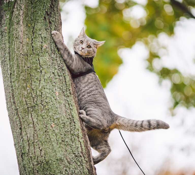 Katze klettern einen Baumstamm hoch. | © Shutterstock/fotoliza