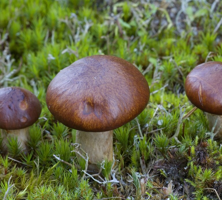 Der Butterpilz ist ein beliebter deutscher Speisepilz, der oft in Symbiose mit der Kiefer wächst. Worauf Sie achten sollten und wie Sie ihn am Besten zubereiten, erfahren Sie hier. | © imago/blickwinkel