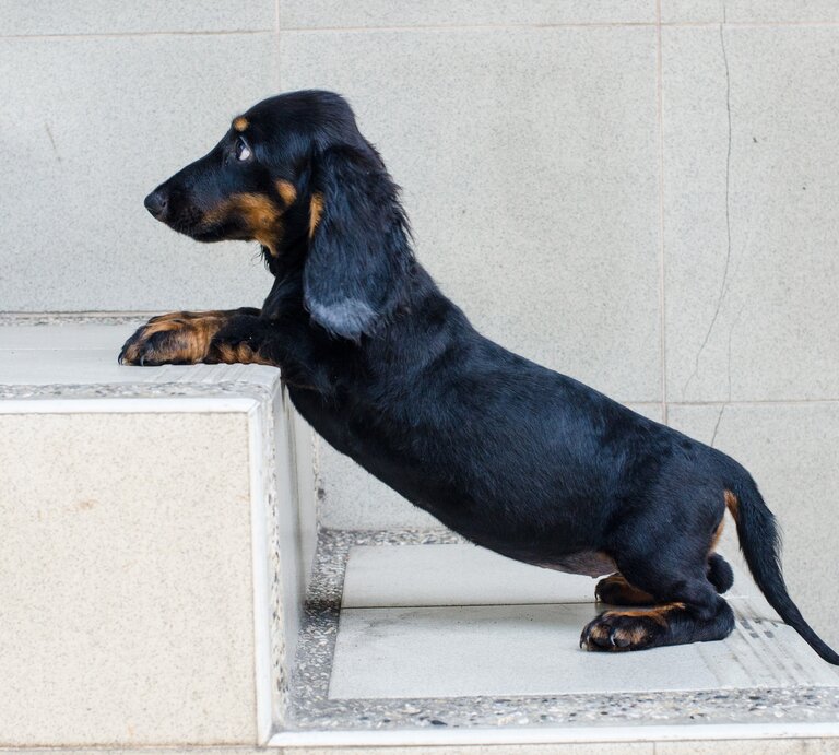 Dackel steht auf einer Treppe, die Vorderpfoten befinden sich auf der höheren Treppenstufe. | © Shutterstock/at.rma
