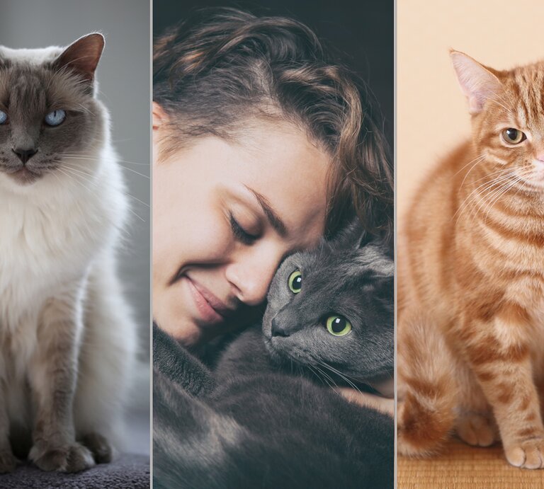 Katzenrassen_Teaser | © iStock/aleishaknight, iStock/Olezzo, imago/AFLO (Collage BdF Online)